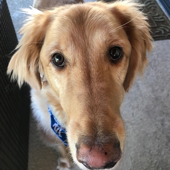 Meet your Posher, Bobbi - Picture 2 of 3